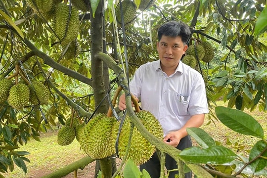 Nông dân Lâm Đồng trồng sầu riêng chất lượng cao lên đến 300ha