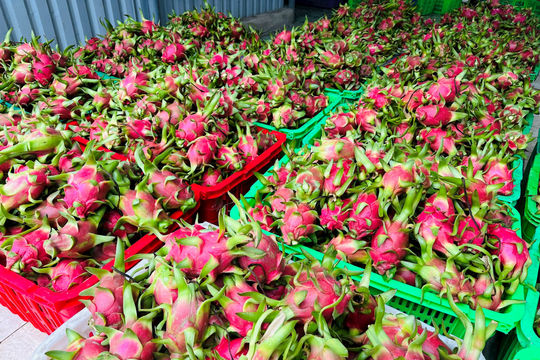 Lâm Đồng: Đề nghị đàm phán bổ sung biện pháp xử lý nhiệt trái thanh long