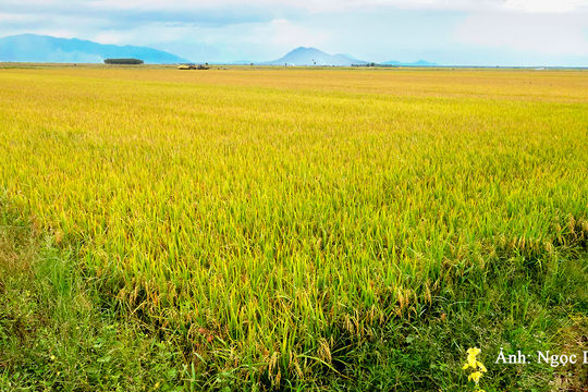 “Điểm sáng” lúa nếp
