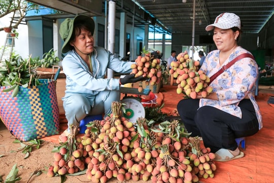 Nông dân xã Trường Xuân hướng đến xuất khẩu vải thiều