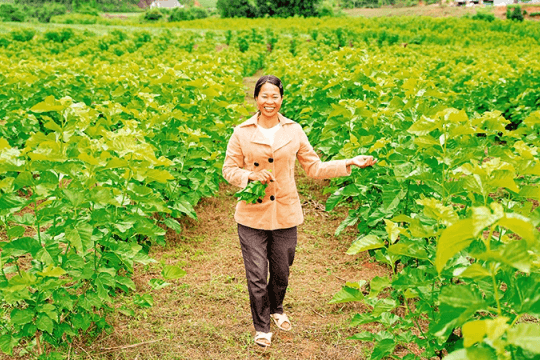 Hỗ trợ phụ nữ cải thiện sinh kế bền vững