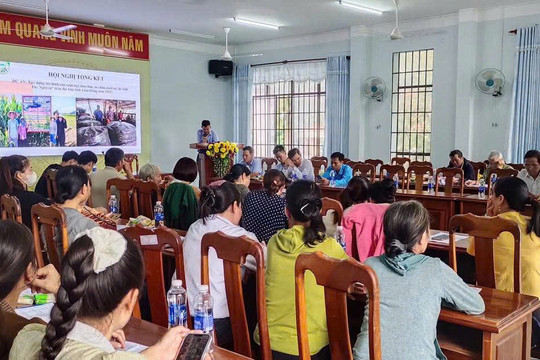 Trồng ngô làm thức ăn chăn nuôi phù hợp với vùng đất Cát Tiên