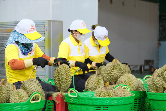 Cần quản lý tốt mã vùng trồng và cơ sở đóng gói cho “cây tỷ đô”
