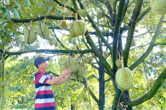 Từ tăng trưởng “nóng” đến chiến lược phát triển có kiểm soát ngành hàng sầu riêng