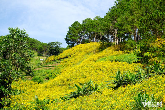 Lối hoa cúc vàng