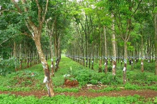 Doanh nghiệp có được chuyển đất trồng cây lâu năm thành đất ở?