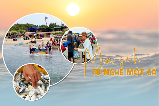 Mưu sinh từ nghề mót cá