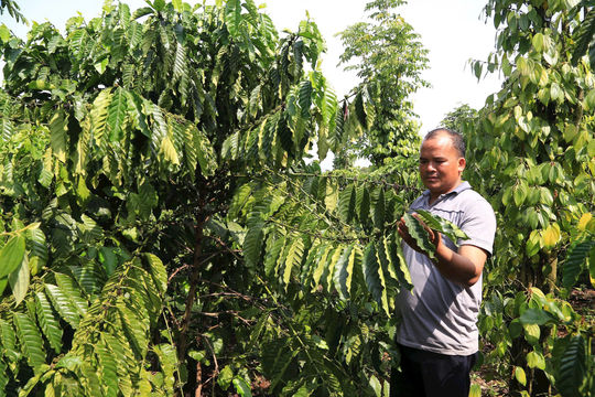 Khi nông dân thay đổi để thoát “bẫy” ép giá nông sản
