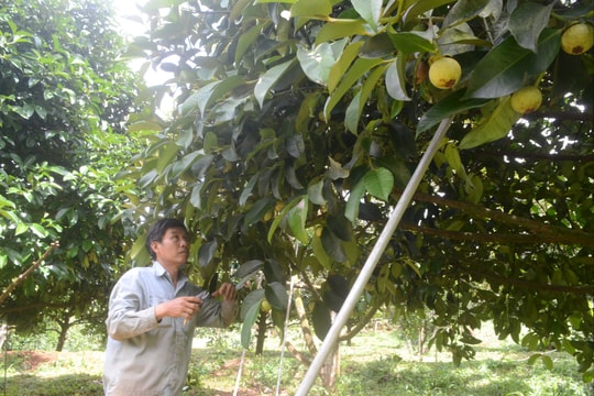 Chăm sóc cây ăn trái mùa mưa bão