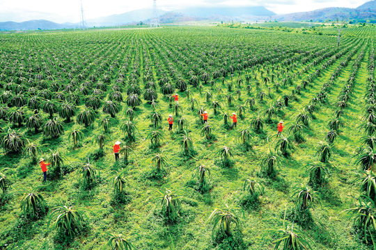 Làm gì để sản xuất, tiêu thụ, xuất khẩu thanh long bền vững