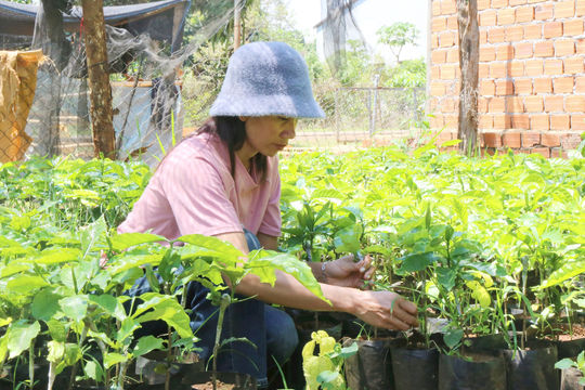 Cho vay nông nghiệp, nông thôn tăng dư nợ