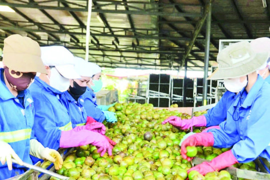 Nâng tầm nông sản Gia Lai