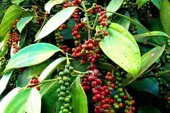 Bản tin nông sản hôm nay (29-8): Giá hồ tiêu tăng mạnh
