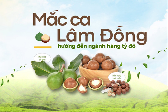 Mắc ca Lâm Đồng hướng tới ngành hàng tỷ đô