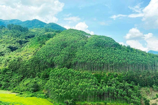 Chính phủ chuyển nhượng tín chỉ các-bon tương đương 1 triệu tấn CO2 theo ERPA