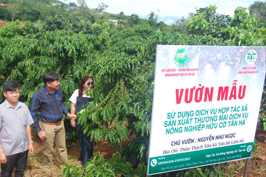 Canh tác hữu cơ theo mô hình hợp tác