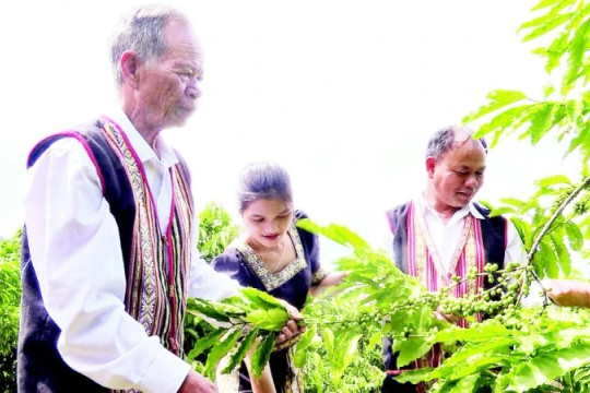 “Cánh tay nối dài” của Đảng và Nhà nước nơi đại ngàn Tây Nguyên