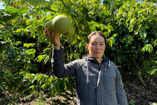 Ngọt thơm vườn bưởi trên núi đá Leng Rsôi