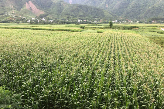 Lâm Ðồng tăng cường chuyển đổi cây trồng vụ hè thu