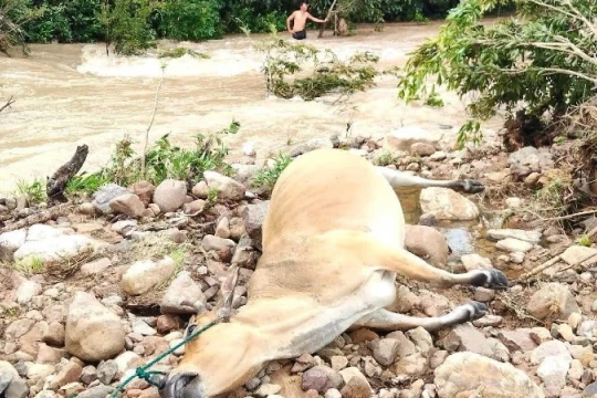 Mưa lớn khiến hàng chục con gia súc của người dân ở Đắk Lắk bị chết