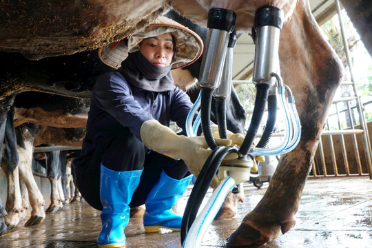 Liên kết tiêu thụ - chìa khóa nâng giá trị nông sản ở Hiệp Thạnh