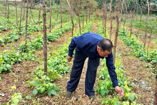Lãnh đạo phát triển kinh tế ở chi bộ vùng dân tộc thiểu số