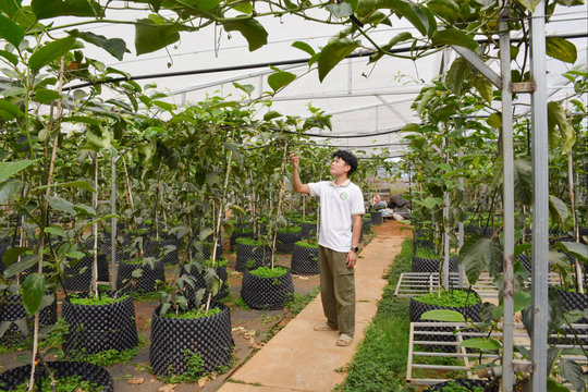 Bình tuyển công nhận cây đầu dòng ở Lâm Ðồng còn khiêm tốn