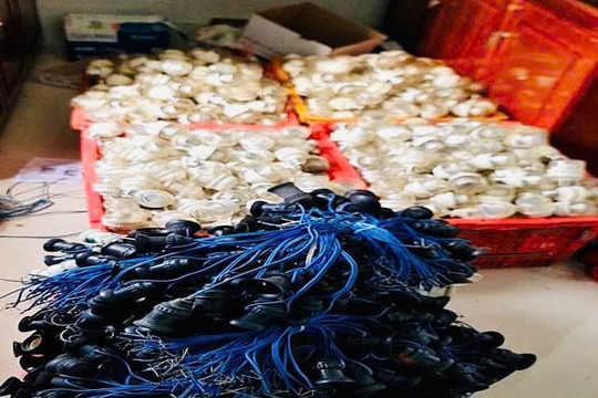 Thuê bóng đèn chong thanh long rồi mang đi bán