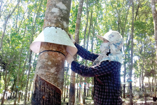 Tổ chức lại sản xuất ngành hàng cao su ở phía Tây