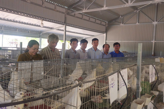 Lâm Đồng có nông dân và nhà khoa học được vinh danh toàn quốc năm 2025