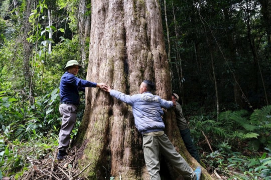 Thầm lặng giữ rừng thông đỏ trăm tuổi