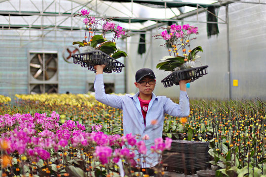 Kim ngạch xuất khẩu Lâm Đồng đạt hơn 2,4 tỷ USD