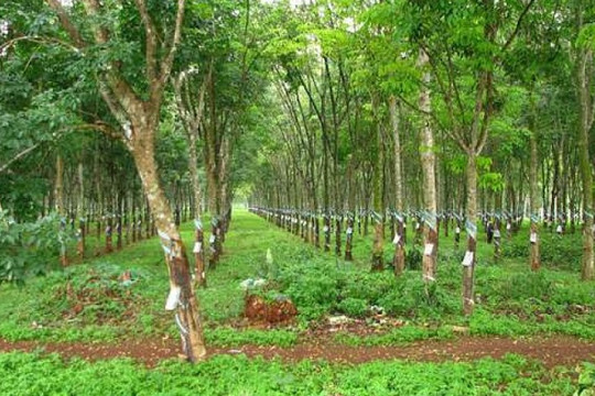 Quy trình kỹ thuật giao rừng, cho thuê rừng từ 27/11/2025