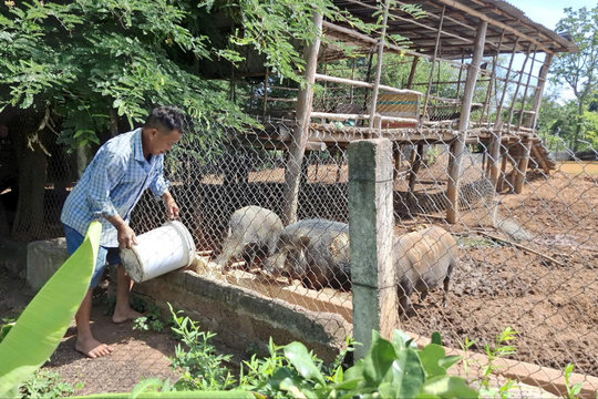 Người dân chủ động phòng, chống dịch bệnh trong chăn nuôi