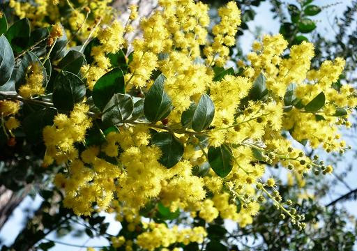 Đà Lạt, mimosa và tôi