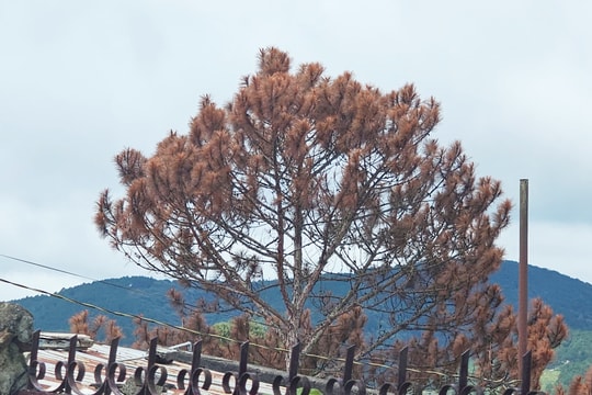 Nhiều cây thông tại nội ô Đà Lạt bị chết khô