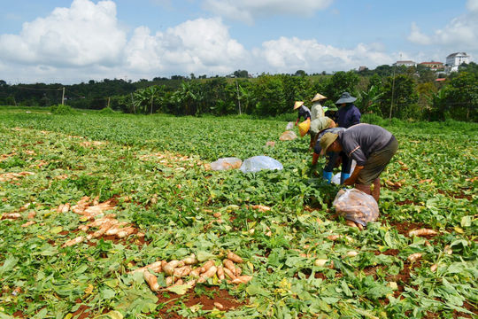 Nông dân nhiều xã phía Tây Lâm Đồng “thua” vụ hè thu
