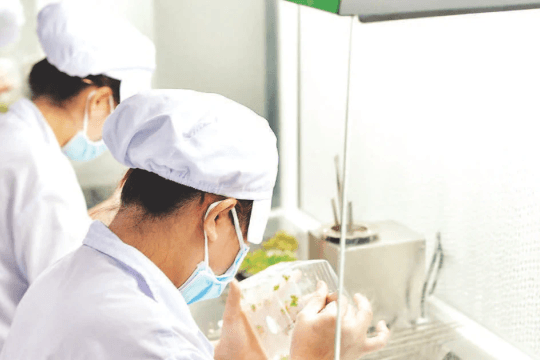Ứng dụng công nghệ nuôi cấy mô trong sản xuất giống cây trồng