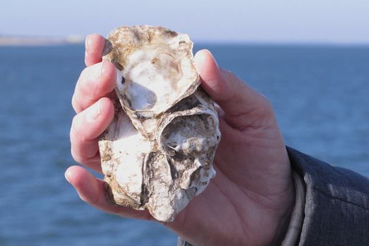 Nghiên cứu mới: Nuôi hàu giúp giảm CO₂, cung cấp nguồn thực phẩm bền vững