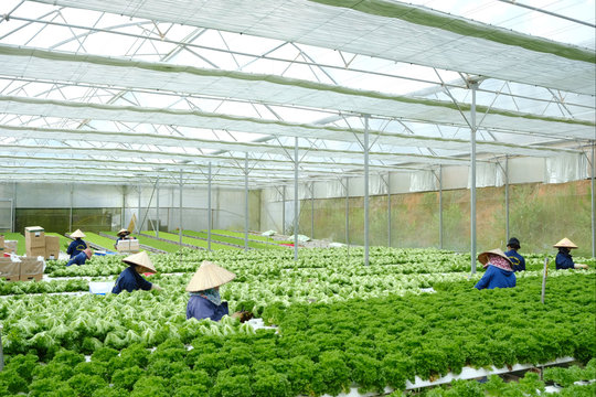 Xuất khẩu rau xà lách sang Hàn Quốc ổn định và tăng trưởng khá