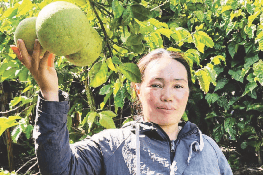 Người tiên phong mang giống bưởi da xanh về vùng núi đá Leng Rsôi