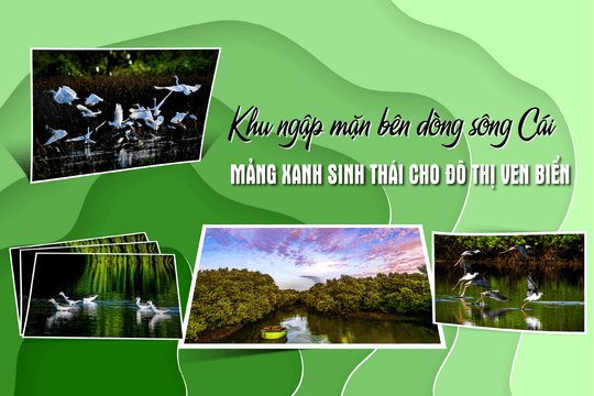 Khu ngập mặn bên dòng sông Cái - Mảng xanh sinh thái cho đô thị ven biển