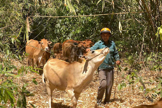 Cây, con giống tạo đà giảm nghèo