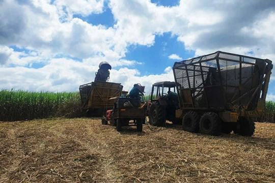 Gia Lai: Sinh kế bền vững từ mía ngọt