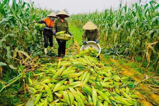 Hướng dẫn thuế giá trị gia tăng với mặt hàng thực phẩm chưa qua chế biến (Công văn 24885/CHQ-NVTHQ)