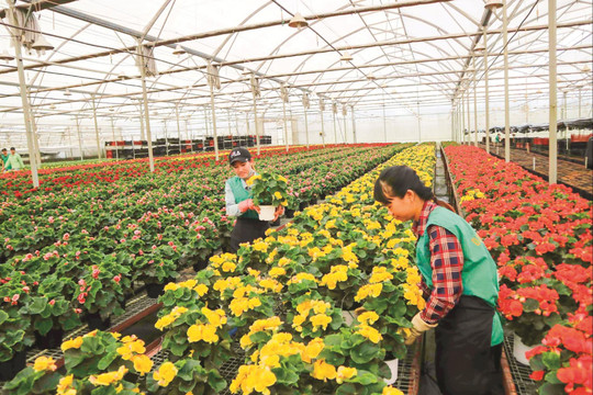Tăng trưởng xanh từ mô hình nông nghiệp tuần hoàn