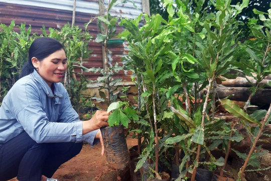 Trồng mắc ca trên đất rừng mang lại đa lợi ích