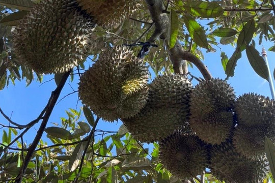 Sầu riêng sượng cơm, nông dân La Dạ thất thu