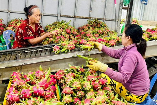 “Quả ngọt” thanh long khi phòng trừ sâu bệnh mùa mưa