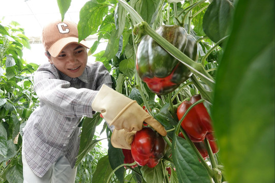 Cơ hội và thách thức đối với nông sản